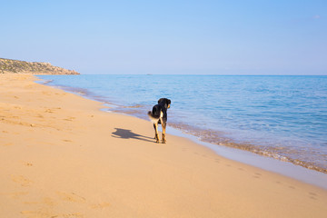 Dog walking on the beach