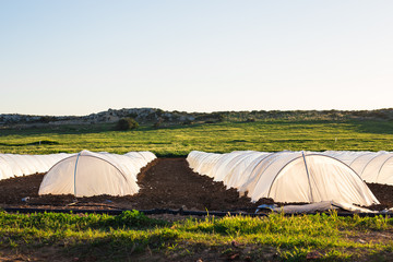 greenhouses in country garden in spring