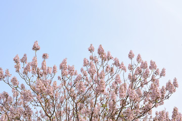 Paulownia Flower tree in spring