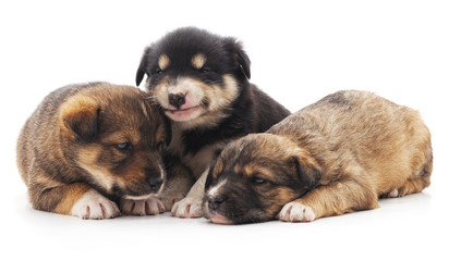 Three puppies.
