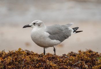 Non-breeding adult Laughing Gulls flying or in habitat