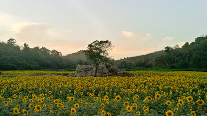 Fototapeta na wymiar Sunflower in the field the travel landmark of Thailand