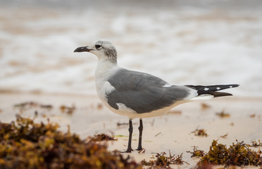 Non-breeding adult Laughing Gulls flying or in habitat
