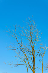 Branch of tree with blue sky background