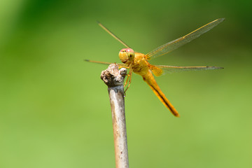 Beautiful yellow dragonfly on dry branch with green background in nature