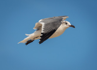 Non-breeding adult Laughing Gulls flying or in habitat