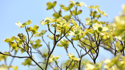 Flowering dogwood blossoms