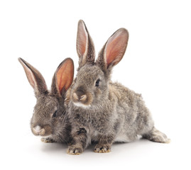 Fototapeta na wymiar Two gray rabbits.