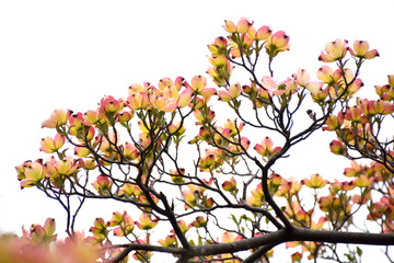 Flowering dogwood blossoms