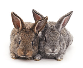 Fototapeta premium Two rabbits.