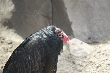 Turkey Vulture