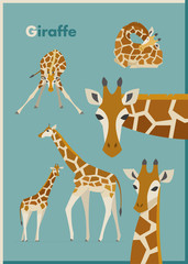 Fototapety  various poses giraffe flat design illustration set