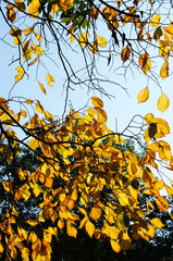 Yellow leaves of ash-tree in sunshine at fall with blue sky background