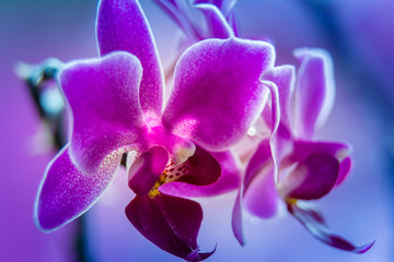 Abstract violet orchid