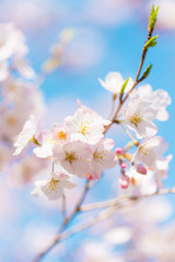 Cherry blossom Flowers,in Tachikawa,Tokyo,Japan