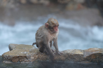 ニホンザル　地獄谷野猿公苑にて