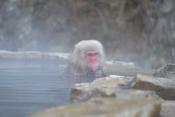 Fototapeta premium ニホンザル 地獄谷野猿公苑にて