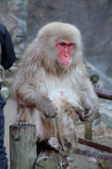 ニホンザル　地獄谷野猿公苑にて