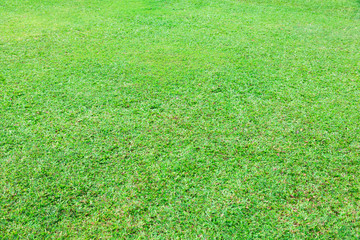 green grass texture