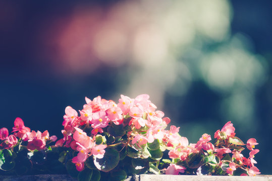 Fototapeta Soft focus flower in vintage pastel filtered