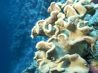 Naklejka na ściany i meble Coral reef with mushroom leather coral in tropical sea , underwater
