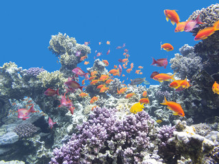 Naklejka na ściany i meble Colorful coral reef with shoal of fishes scalefin anthias in tropical sea, underwater