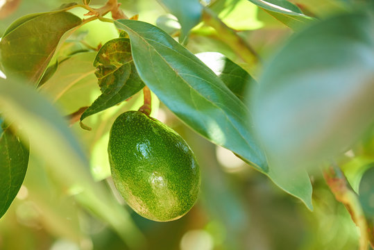 One avocado fruit hang on tree