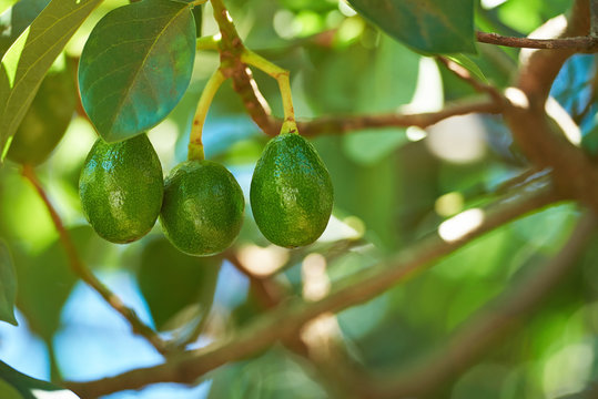 Young avocado fruits