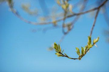young tree leaves
