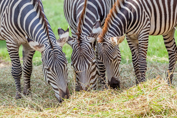 Fototapeta na wymiar Close up zebras grazing grass with blurred background in zoo.