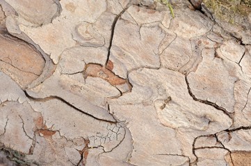 Pine Bark Texture Close-Up