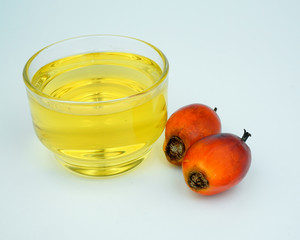 Palm and oil palm on white background.