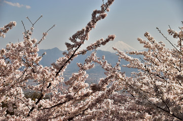 笛吹川フルーツ公園　桜と富士山