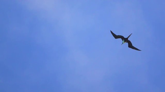 Single frigate bird glides in the sky