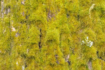 Green Moss on Tree Bark