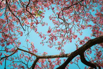 pink trumpet tree or Tabebuia rosea; fresh pink flowers and green leaves on branches of the pink trumpet tree under the blue sky on a sunny day