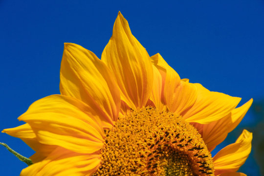 Close up of sunflower over blue sky