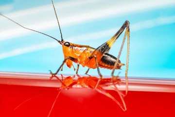 Orange, black bush-crickets or katydids (Arthropoda: Insecta: Coleoptera: Dryophthoridae: Conocephalus melanus) crawling on a red surface