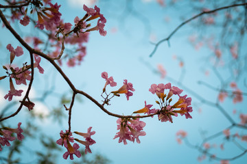 Soft focus Wild Cherry flower ,Pinks flower in Thailand,Pink trumpet tree,Pink tecoma.