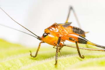 Orange, black bush-crickets or katydids (Arthropoda: Insecta: Coleoptera: Dryophthoridae: Conocephalus melanus) crawling on a green leaf isolated with white background