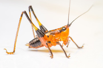 Orange, black bush-crickets or katydids (Arthropoda: Insecta: Coleoptera: Dryophthoridae: Conocephalus melanus) crawling on a white surface isolated with white background