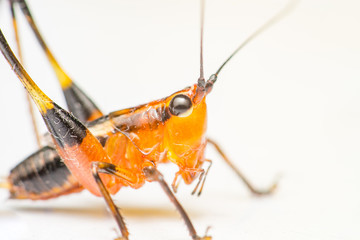 Orange, black bush-crickets or katydids (Arthropoda: Insecta: Coleoptera: Dryophthoridae: Conocephalus melanus) crawling on a white surface isolated with white background