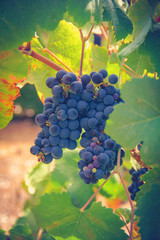 Sunlit close up of grapes growing in a vineyard