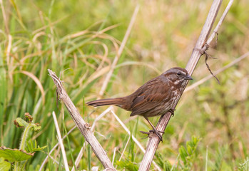 Song Sparrow (Melospiza melodia) perched on a reed