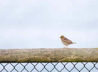 Savannah Sparrow (Passerculus sandwichensis) in profile on a wooden fence