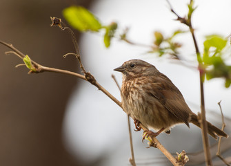 Perched Song Sparrow (Melospiza melodia)