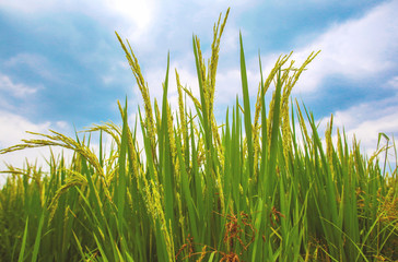 Obraz premium rice plant in rice field with blue sky