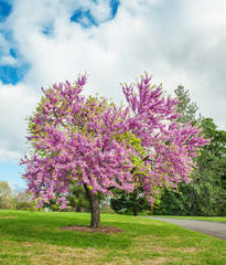 flowering  Judas Tree