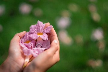 Top view on woman's hands holding big yellow flower  on green grass background, selective focus.