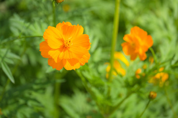 Cosmos flower with blurred background